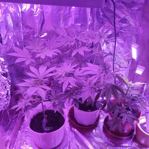 Wedding Cake Auto growlog photo: Blumen wachsen weiter.