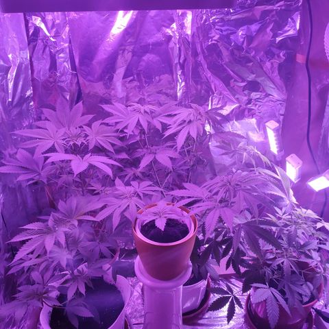 Wedding Cake Auto growlog timeline photo