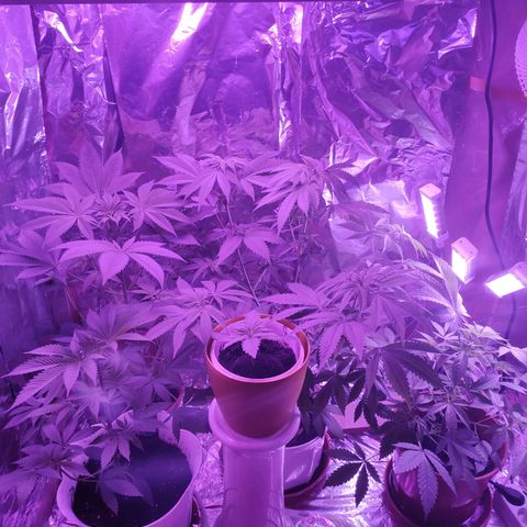 Wedding Cake Auto growlog timeline photo
