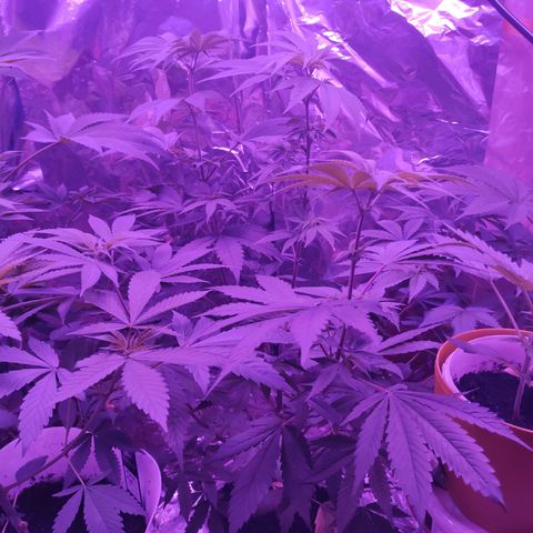 Größte  growlog timeline photo