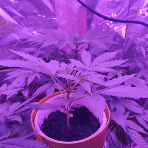 Wedding Cake Auto growlog timeline photo