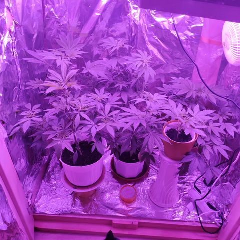 Wedding Cake Auto growlog photo: Alle Blumen wachsen und gedeihen. 