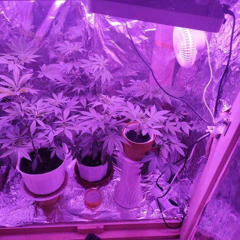 Wedding Cake Auto growlog photo: Alle Blumen wachsen und gedeihen. 