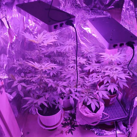 Wedding Cake Auto growlog timeline photo