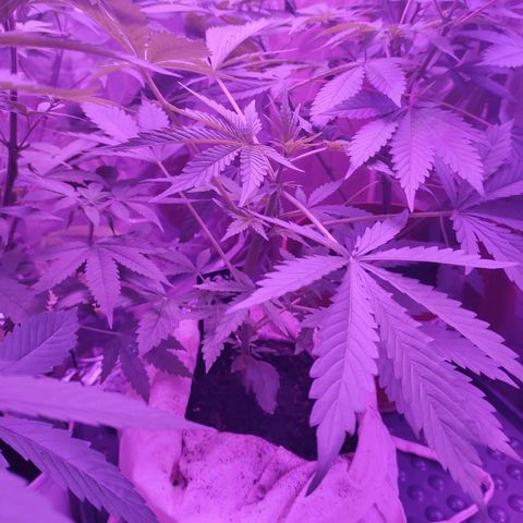 Wedding Cake Auto growlog timeline photo
