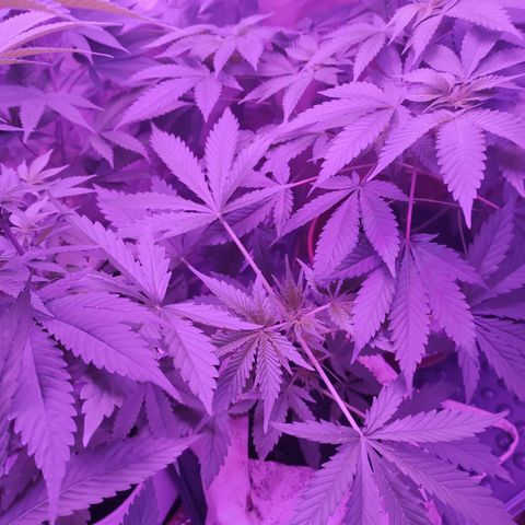 Wedding Cake Auto growlog timeline photo