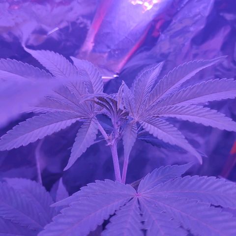 Größte  growlog timeline photo