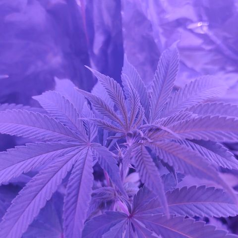 Größte  growlog timeline photo