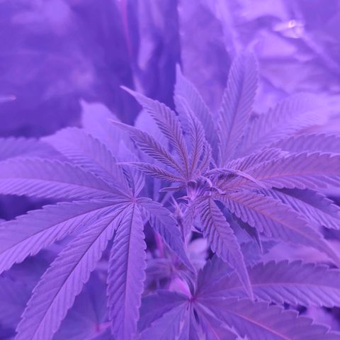 Größte  growlog timeline photo