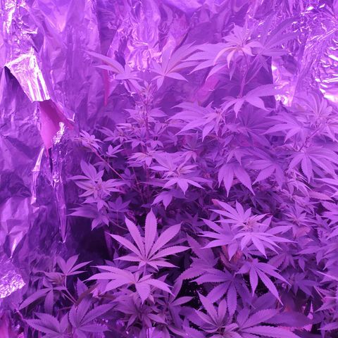 Wedding Cake Auto growlog timeline photo