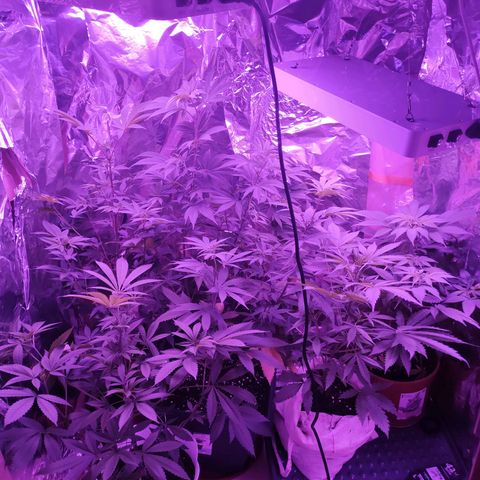 Wedding Cake Auto growlog timeline photo