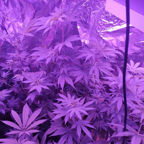 Wedding Cake Auto growlog timeline photo
