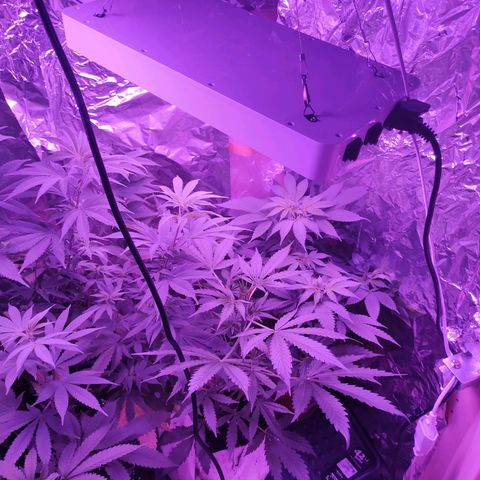 Wedding Cake Auto growlog timeline photo