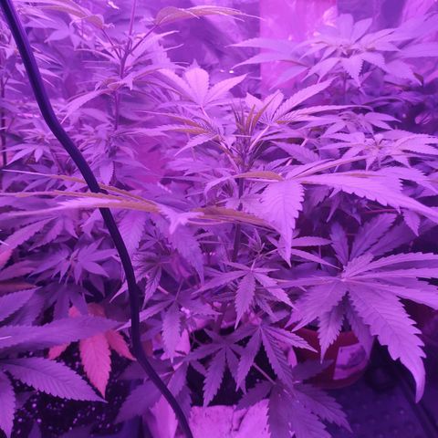 Wedding Cake Auto growlog timeline photo