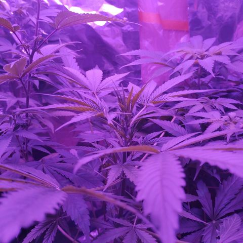 Wedding Cake Auto growlog timeline photo