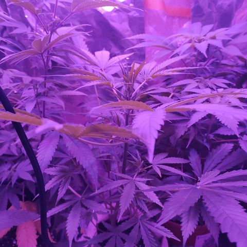 Wedding Cake Auto growlog timeline photo