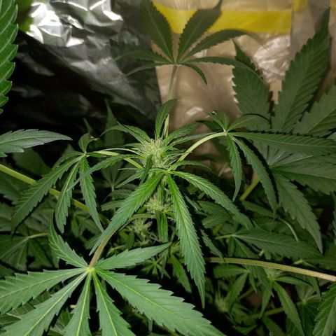 Wedding Cake Auto growlog timeline photo