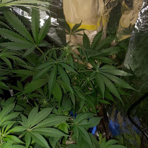 Wedding Cake Auto growlog timeline photo