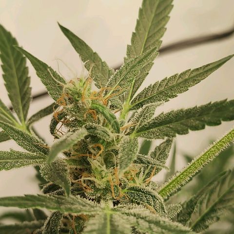 Wedding Cake Auto growlog timeline photo