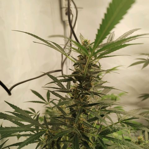 Wedding Cake Auto growlog timeline photo