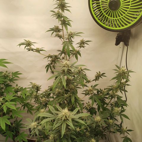 Größte  growlog timeline photo