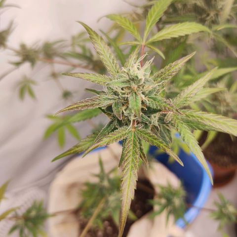 Wedding Cake Auto growlog photo: Noch nicht ganz fertig aber ich denke noch 1-2 Wochen 🌿💚