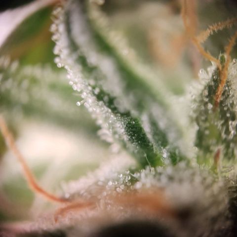Wedding Cake Auto growlog photo: Noch nicht ganz fertig aber ich denke noch 1-2 Wochen 🌿💚