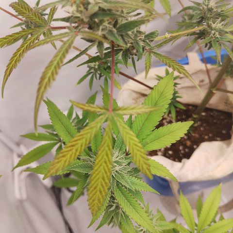 Wedding Cake Auto growlog photo: Noch nicht ganz fertig aber ich denke noch 1-2 Wochen 🌿💚