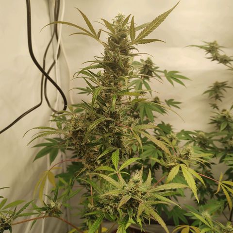 Wedding Cake Auto growlog photo: Noch nicht ganz fertig aber ich denke noch 1-2 Wochen 🌿💚