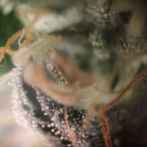 Wedding Cake Auto growlog timeline photo