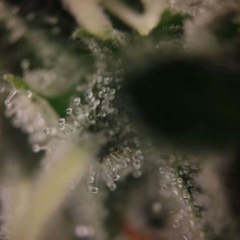 Wedding Cake Auto growlog timeline photo