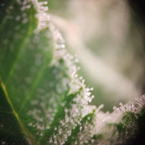 Wedding Cake Auto growlog timeline photo
