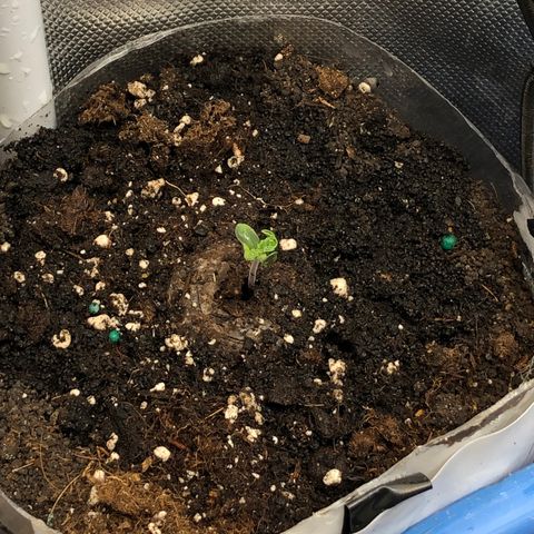 Methane  growlog timeline photo