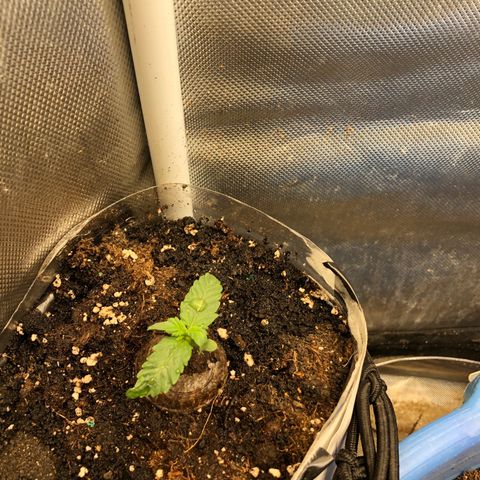Methane  growlog timeline photo