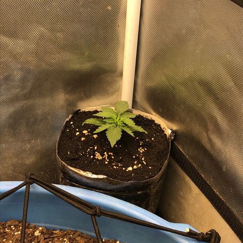 Methane  growlog timeline photo