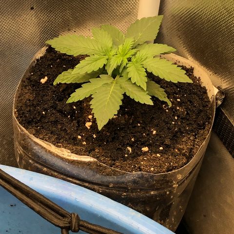 Methane  growlog timeline photo