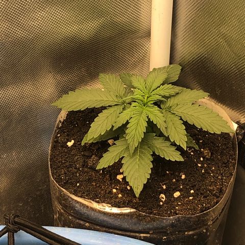 Methane  growlog timeline photo