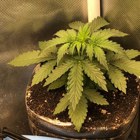 Methane  growlog timeline photo