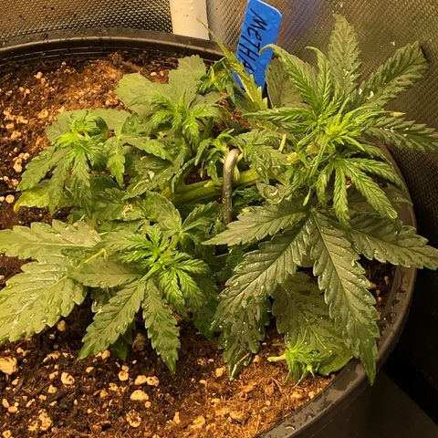 Methane  growlog timeline photo