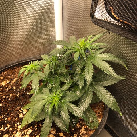 Methane  growlog timeline photo