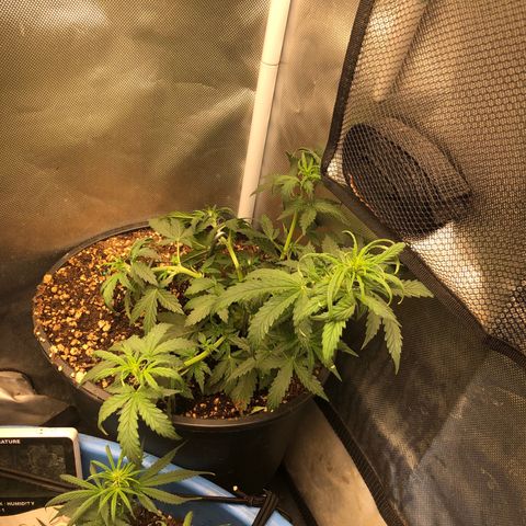 Methane  growlog timeline photo