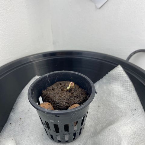 Celeste growlog timeline photo
