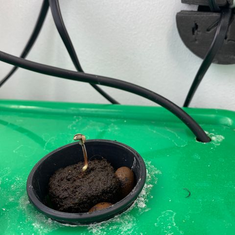 Celeste growlog timeline photo