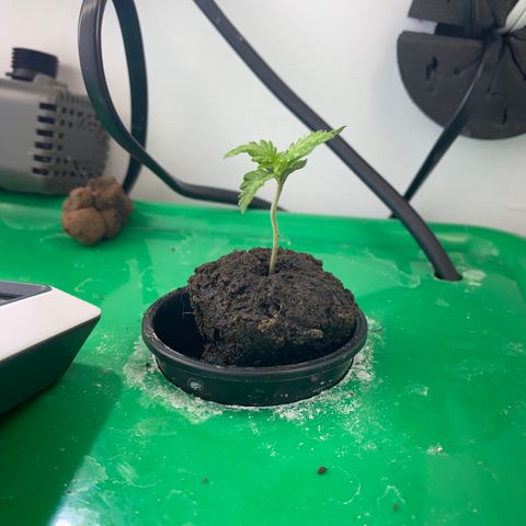 Celeste growlog timeline photo