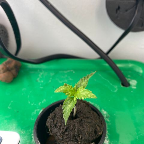 Celeste growlog timeline photo