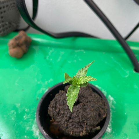 Celeste growlog timeline photo