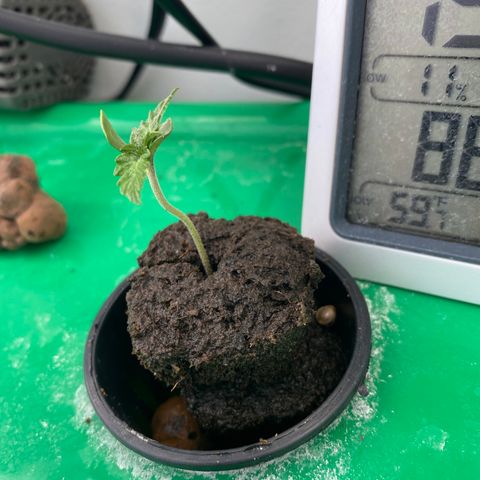 Celeste growlog timeline photo