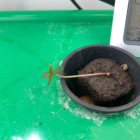 Celeste growlog timeline photo