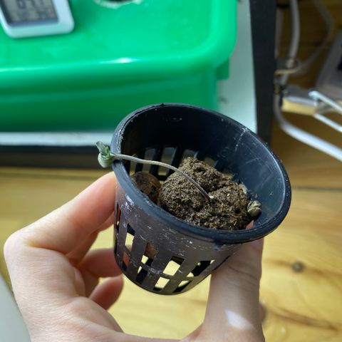 Celeste growlog timeline photo