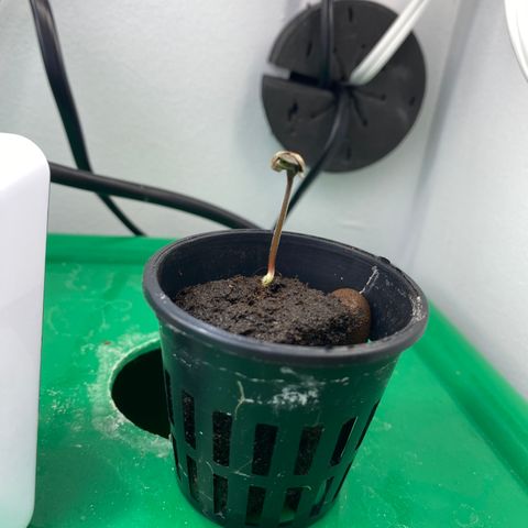 Celeste growlog timeline photo